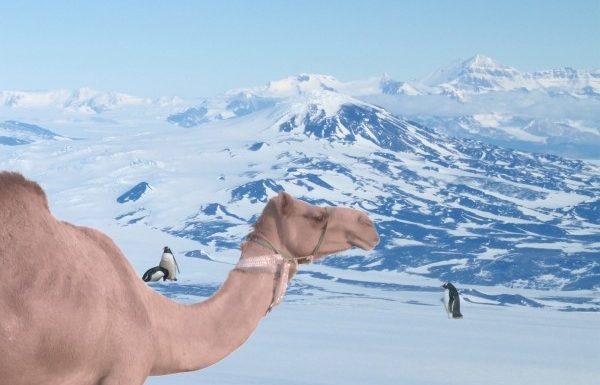 The lost camel